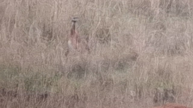 White-bellied Bustard (Barrow's) - ML626693280