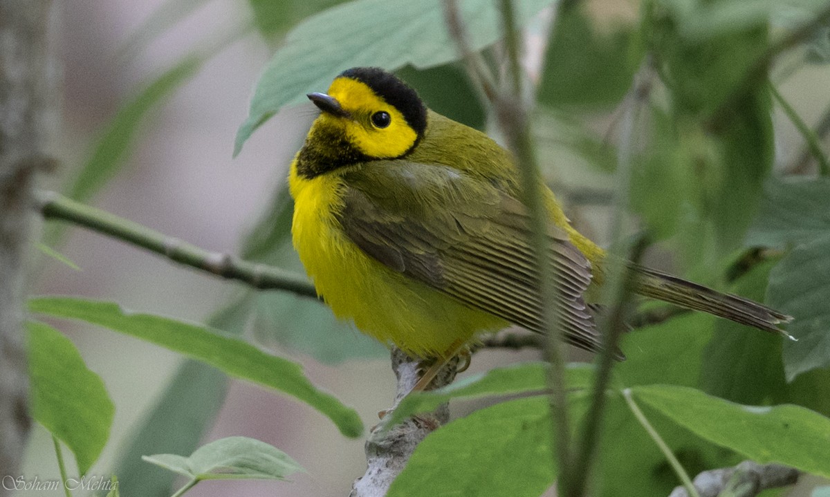 Hooded Warbler - ML626693424