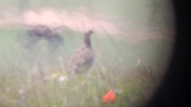 Gray-winged Francolin - ML626693586