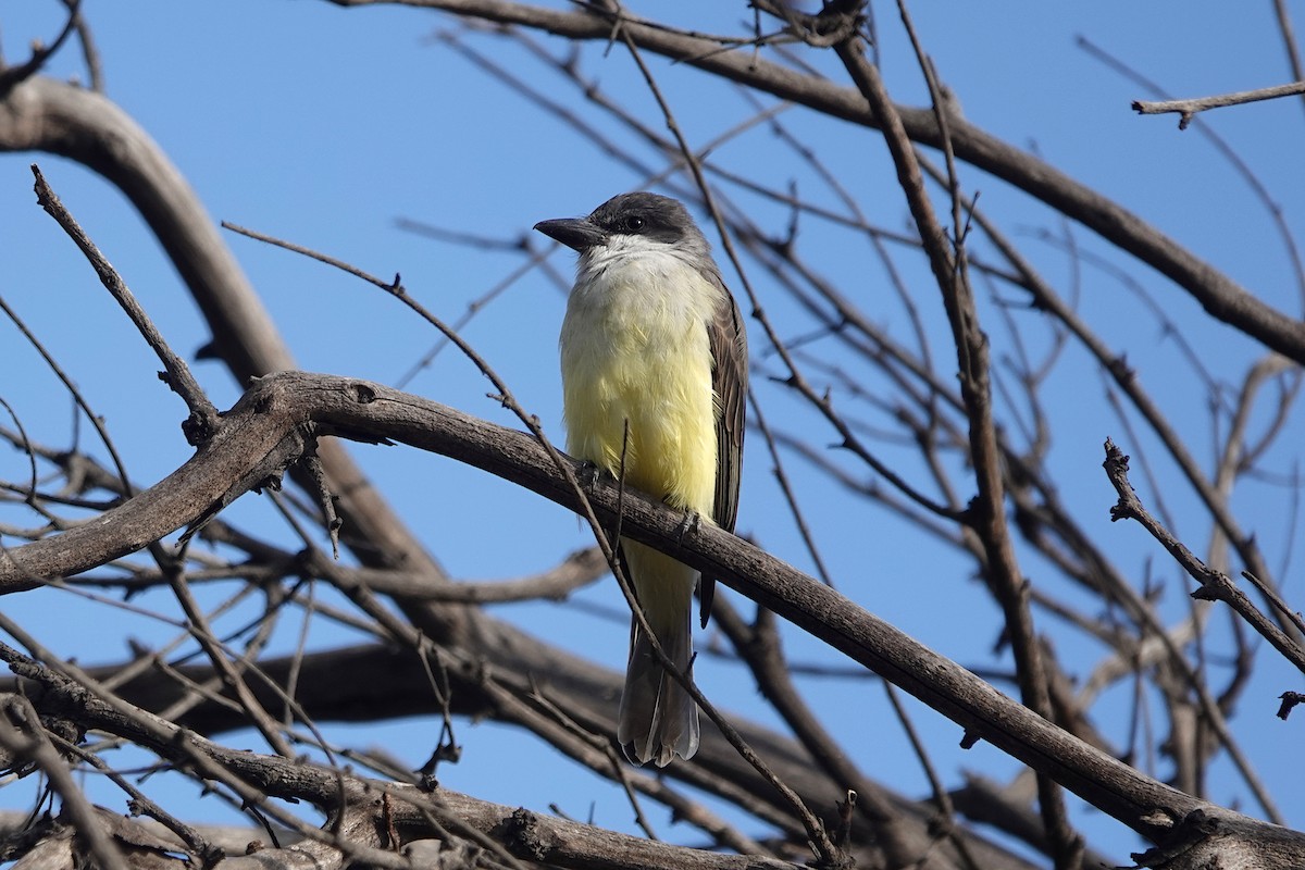 Thick-billed Kingbird - ML626693651