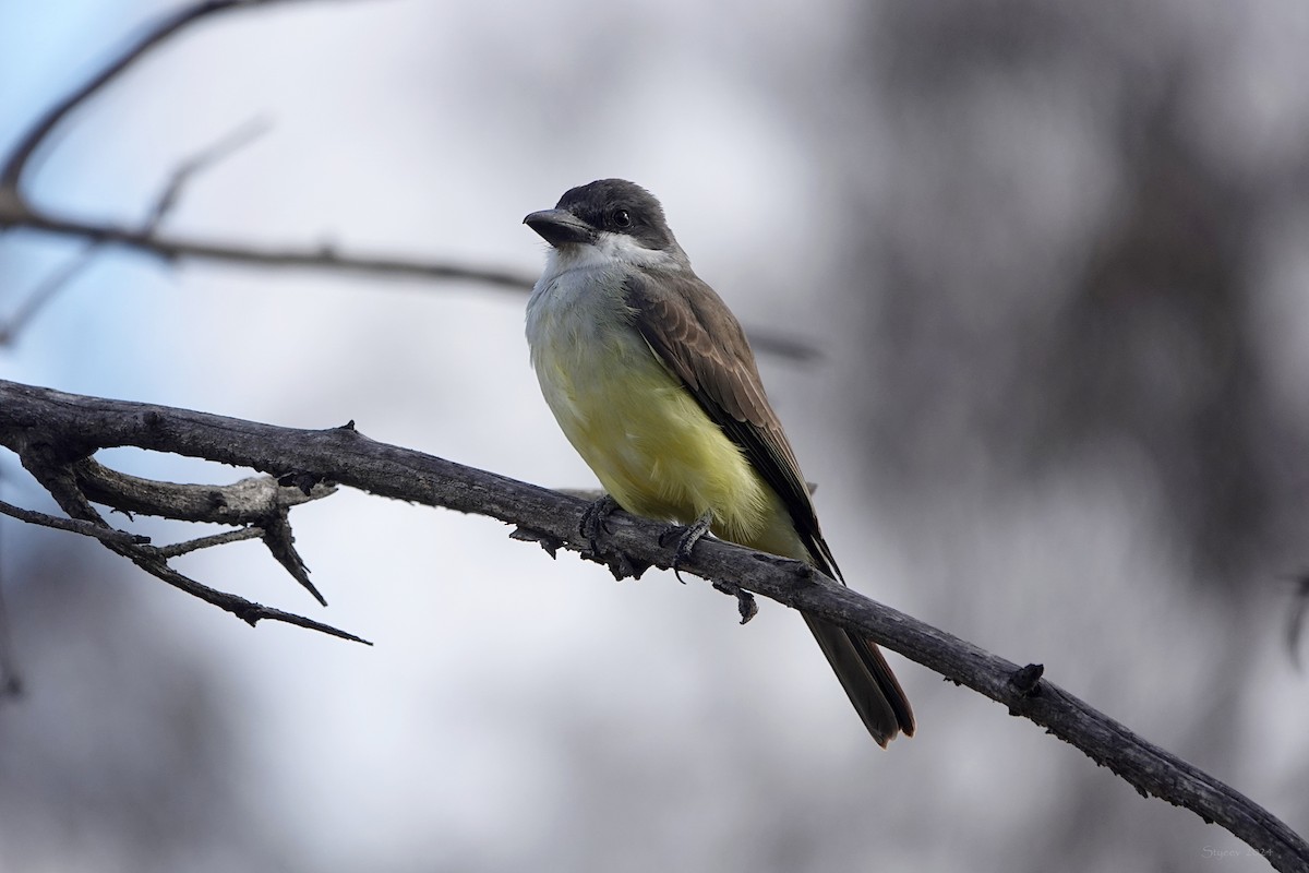 Thick-billed Kingbird - ML626693656