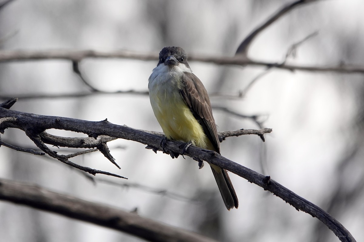 Thick-billed Kingbird - ML626693660