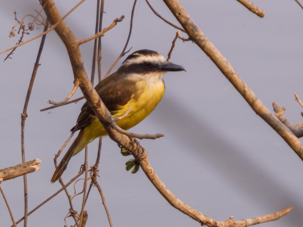 Great Kiskadee - ML626693669