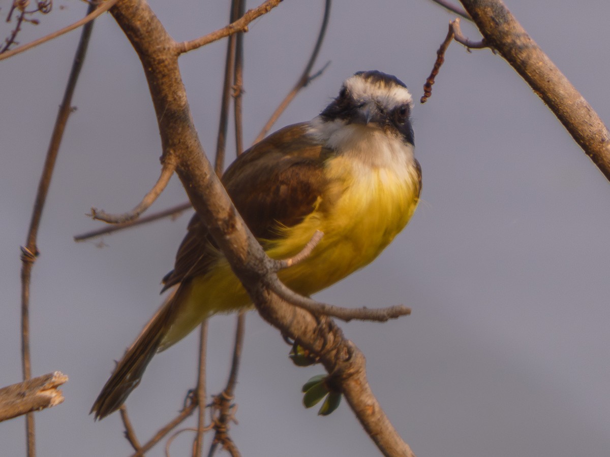 Great Kiskadee - ML626693670