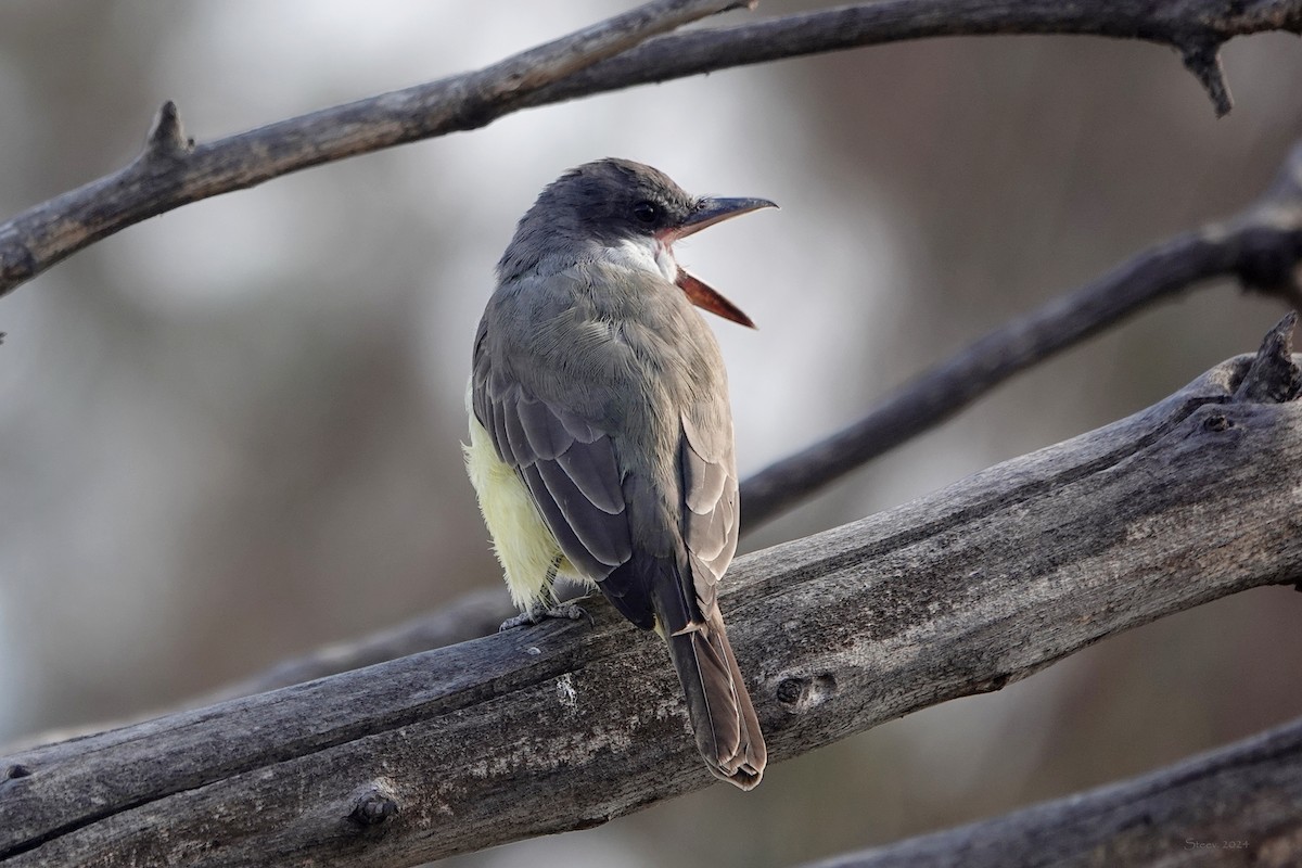 Thick-billed Kingbird - ML626693673