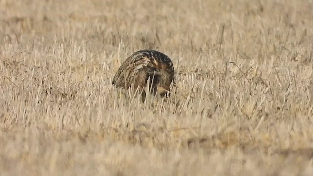 Eurasian Bittern - ML626693679