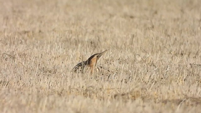 Eurasian Bittern - ML626693682