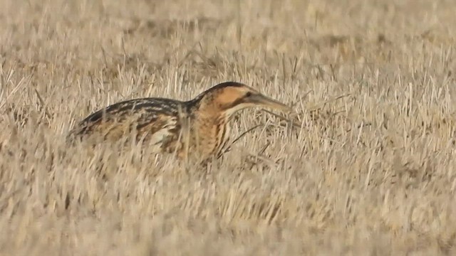Eurasian Bittern - ML626693683