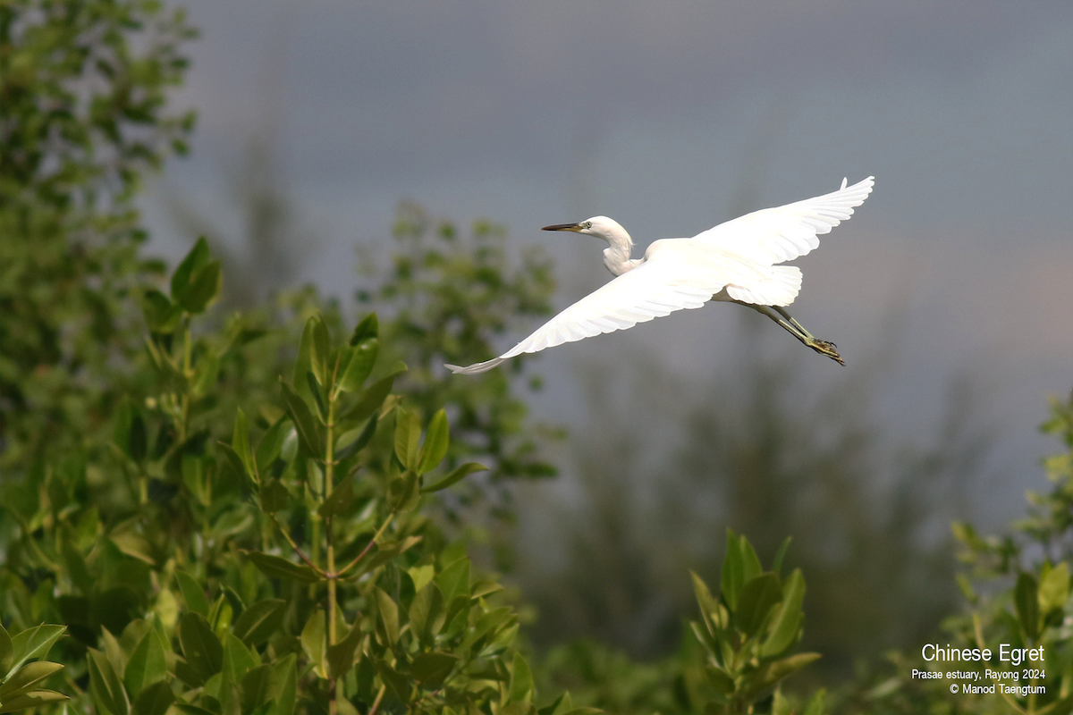 Chinese Egret - ML626693733