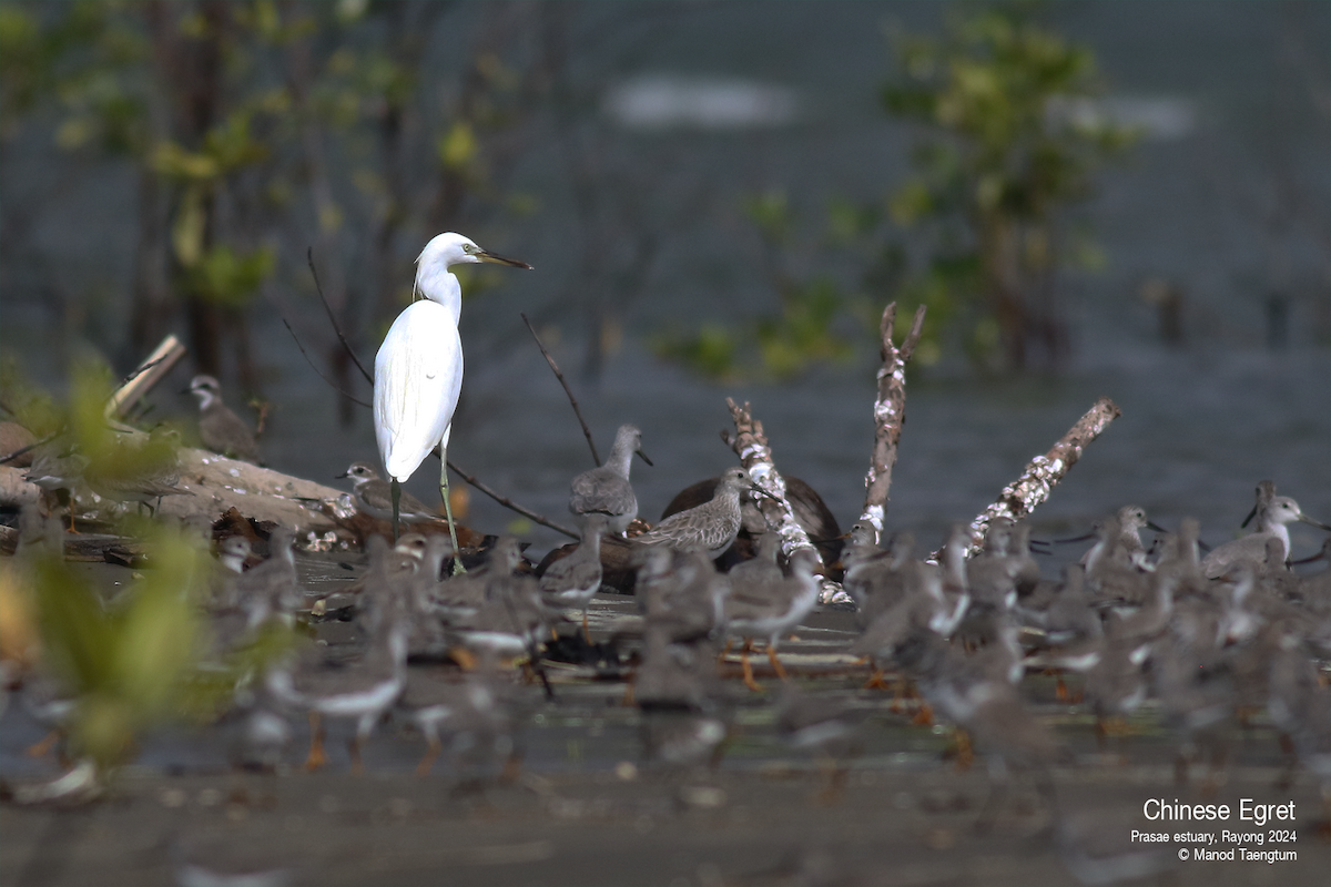 Chinese Egret - ML626693734