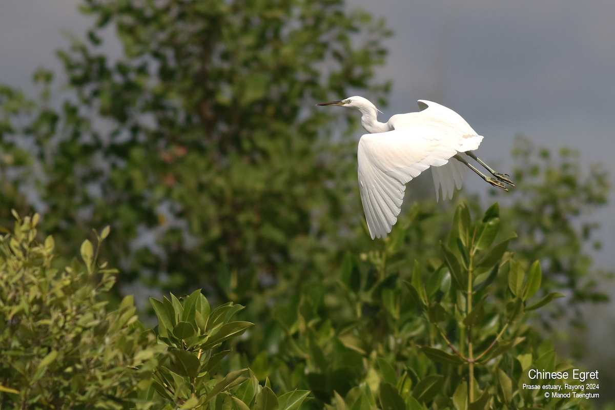 Chinese Egret - ML626693735