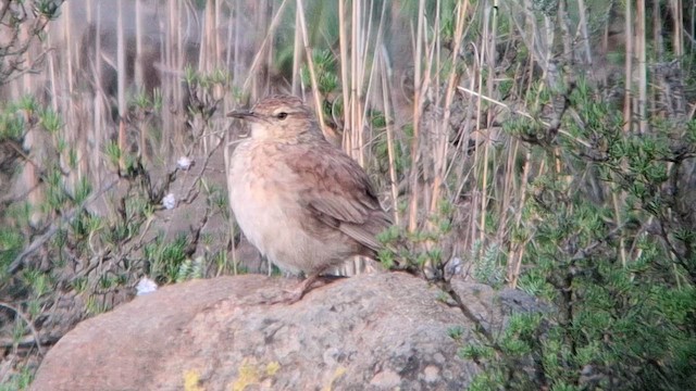 Eastern Long-billed Lark - ML626693803