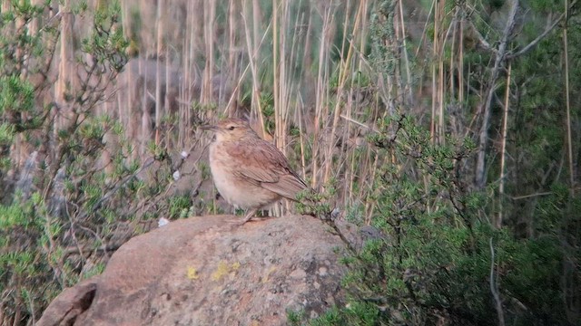 Eastern Long-billed Lark - ML626693804