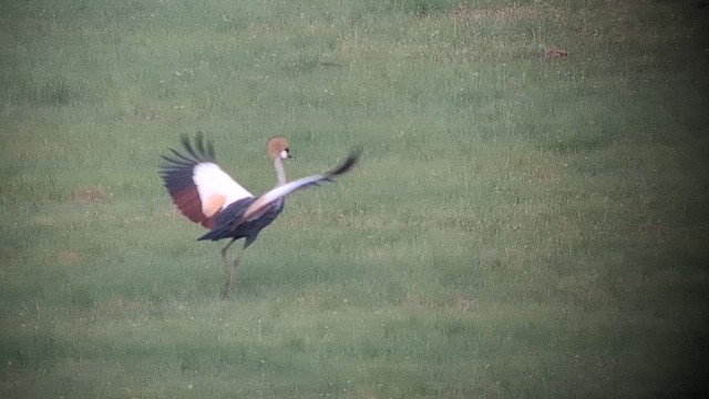 Gray Crowned-Crane - ML626693827