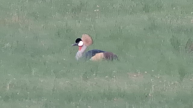 Gray Crowned-Crane - ML626693828