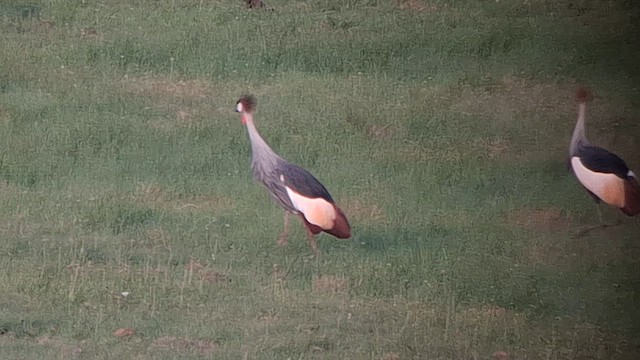 Gray Crowned-Crane - ML626693842