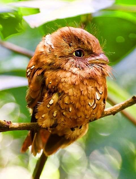 Blyth's Frogmouth (Blyth's) - ML626693991