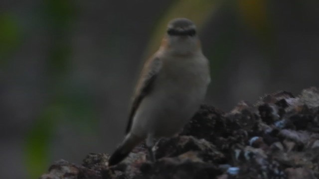 ハシグロヒタキ - ML626694033