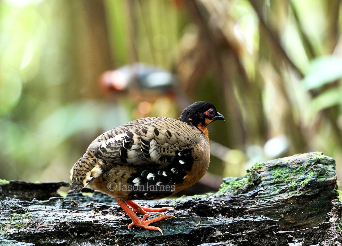 Red-breasted Partridge - ML626694035