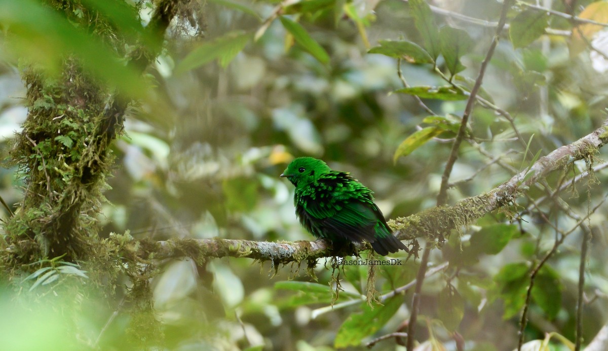 Whitehead's Broadbill - ML626694082