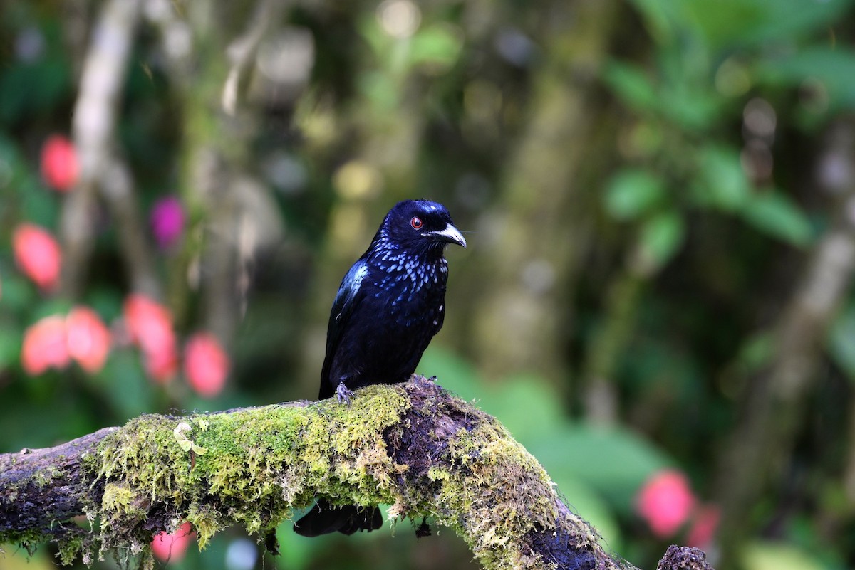 Hair-crested Drongo (Bornean) - ML626694088