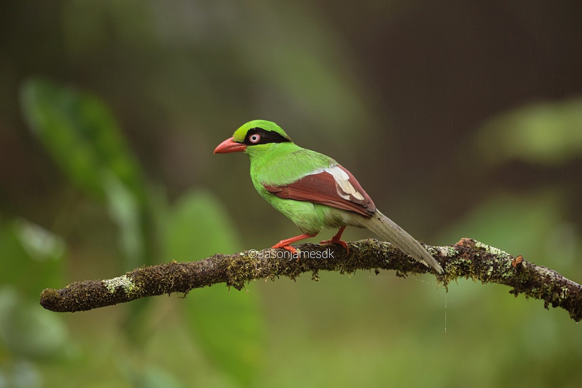 Bornean Green-Magpie - ML626694095