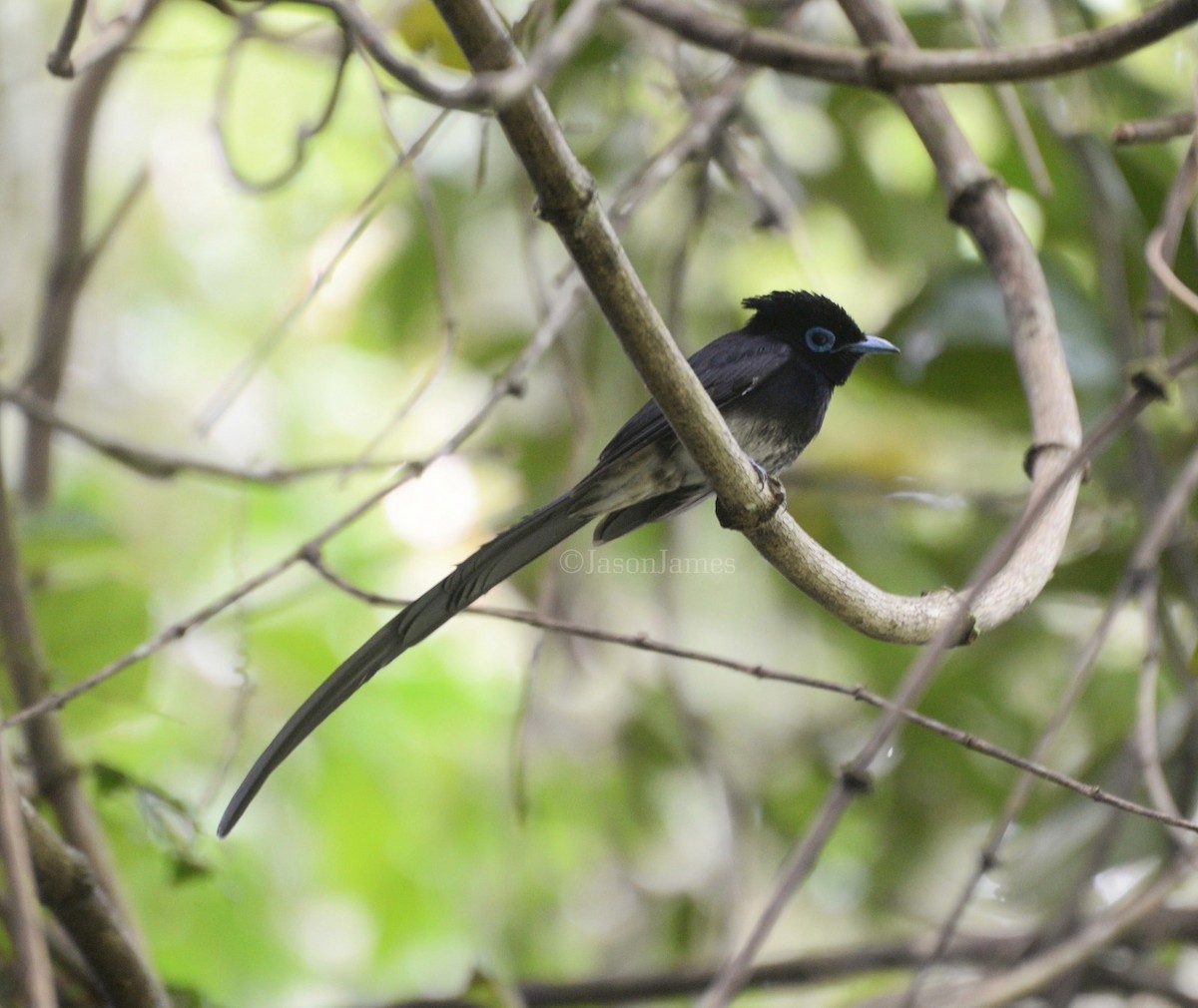 Black Paradise-Flycatcher - ML626694298