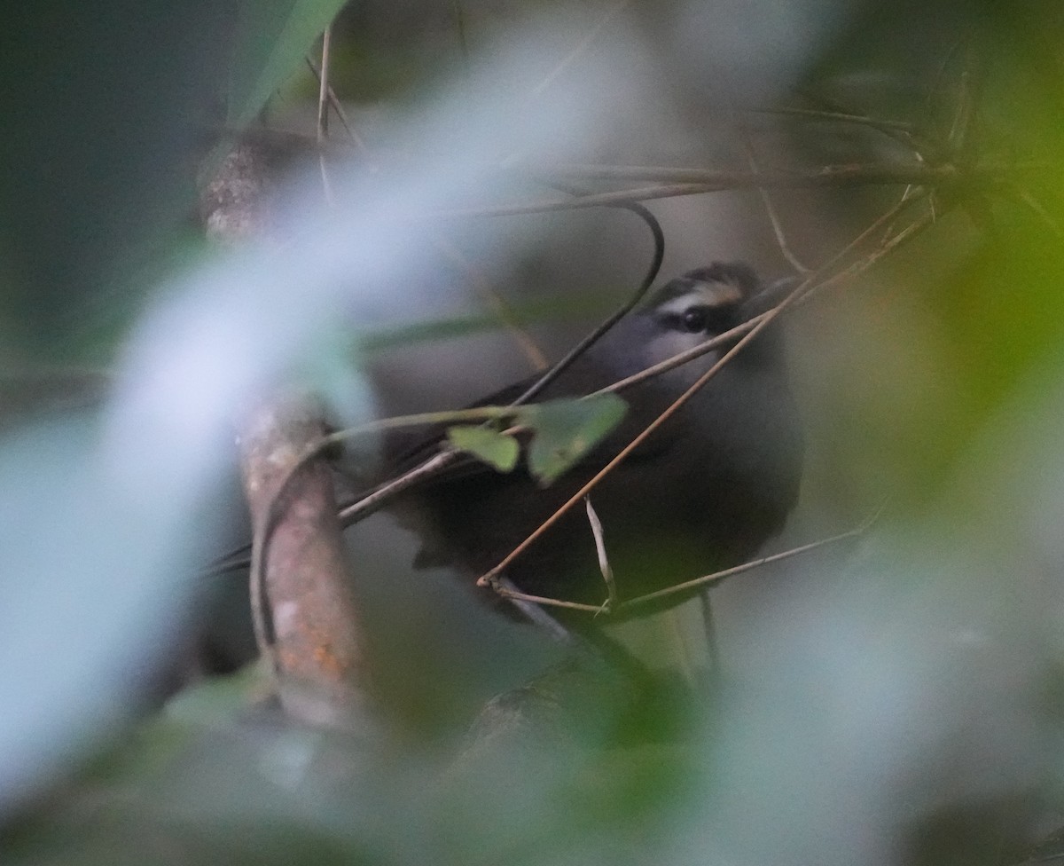 Banasura Laughingthrush - ML626694346