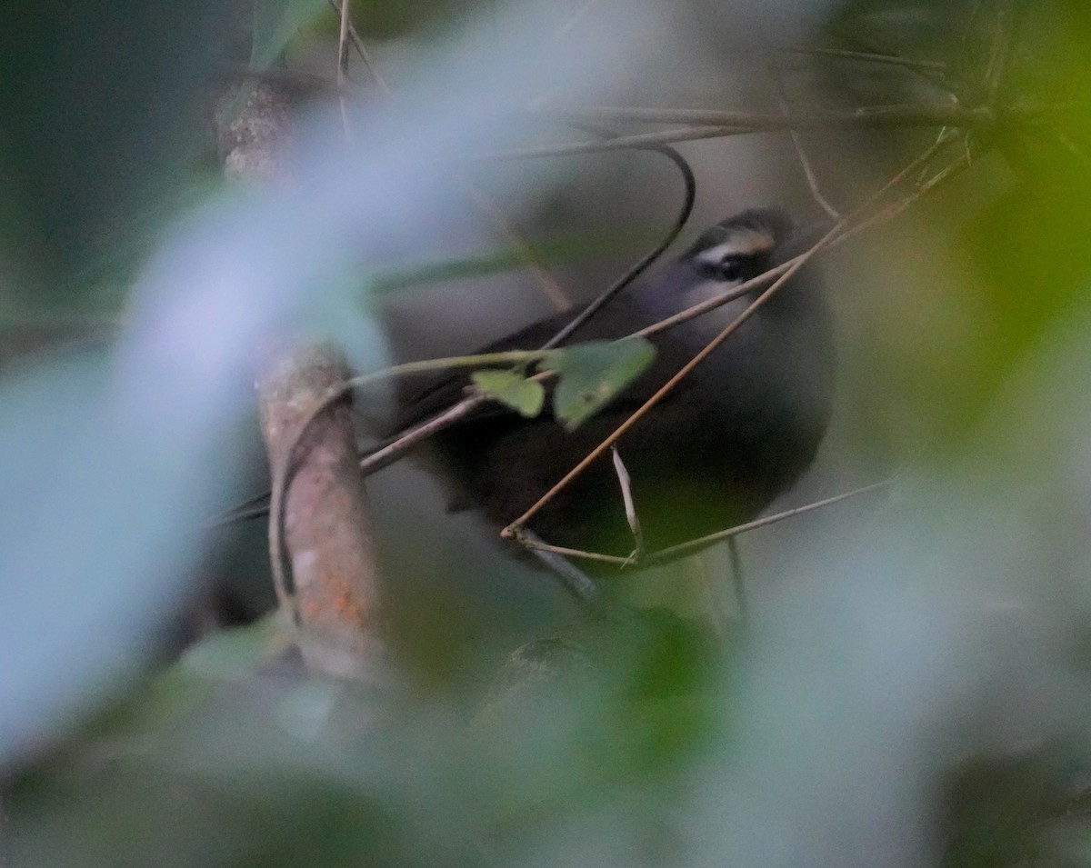 Banasura Laughingthrush - ML626694347