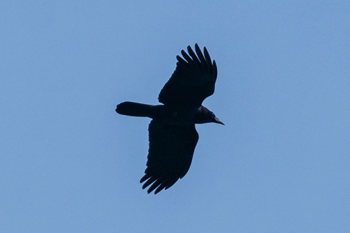 Carrion Crow - ML626694359