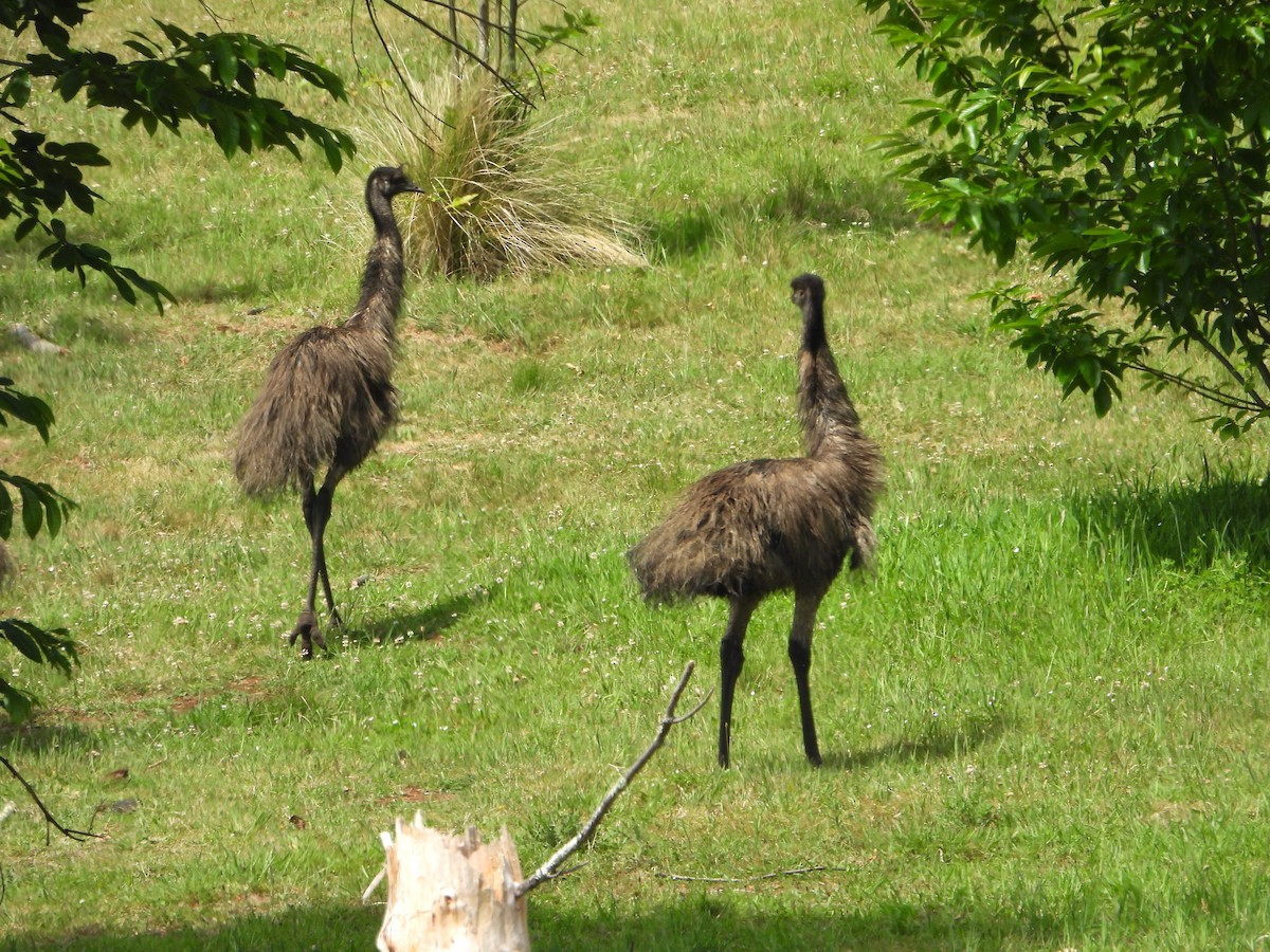 Emu - ML626694532