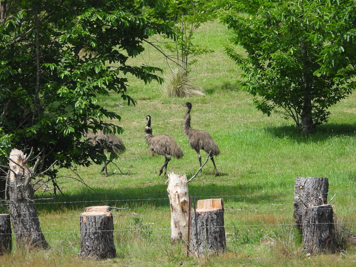Emu - ML626694533