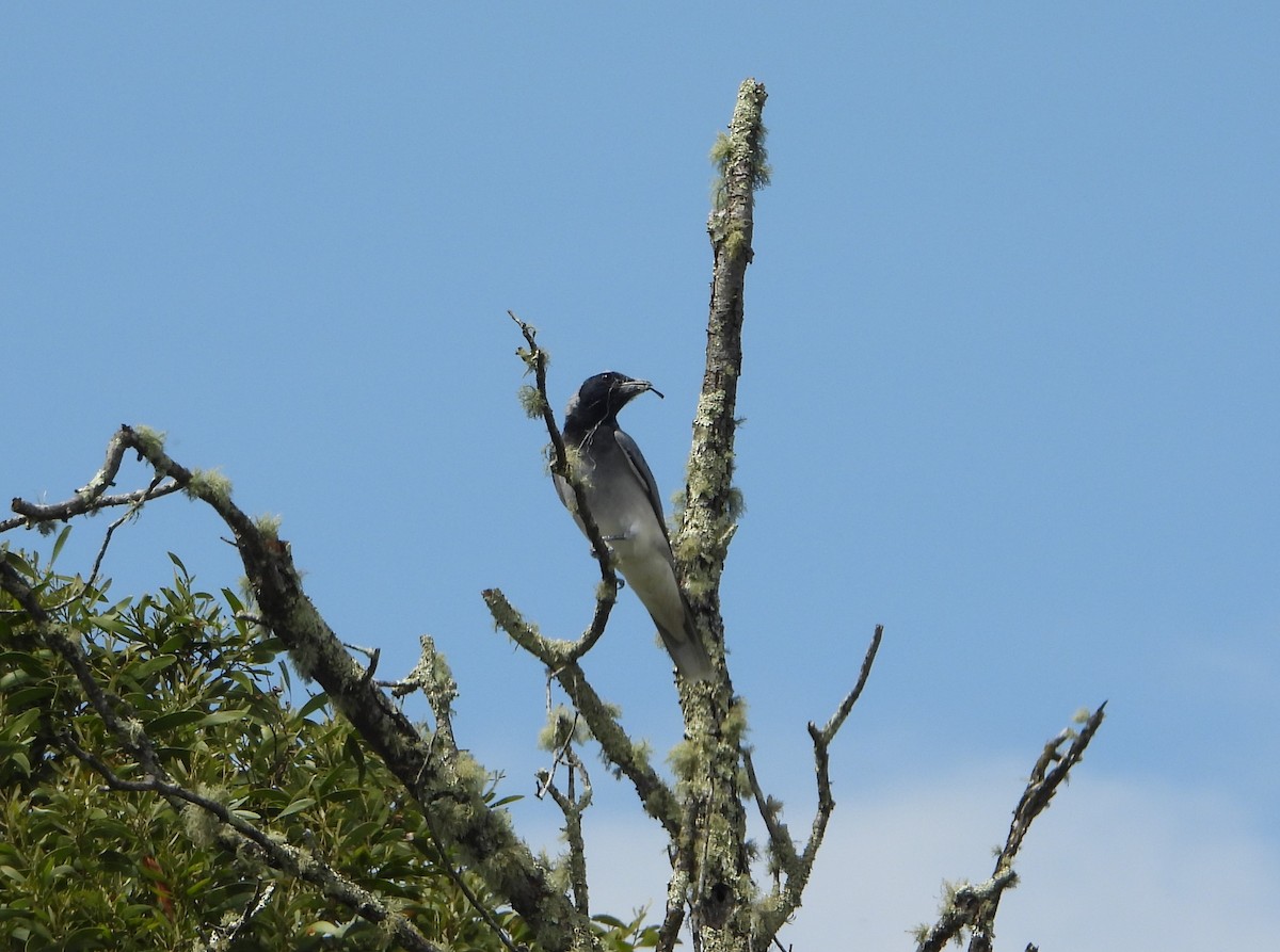 Black-faced Cuckooshrike - ML626694537
