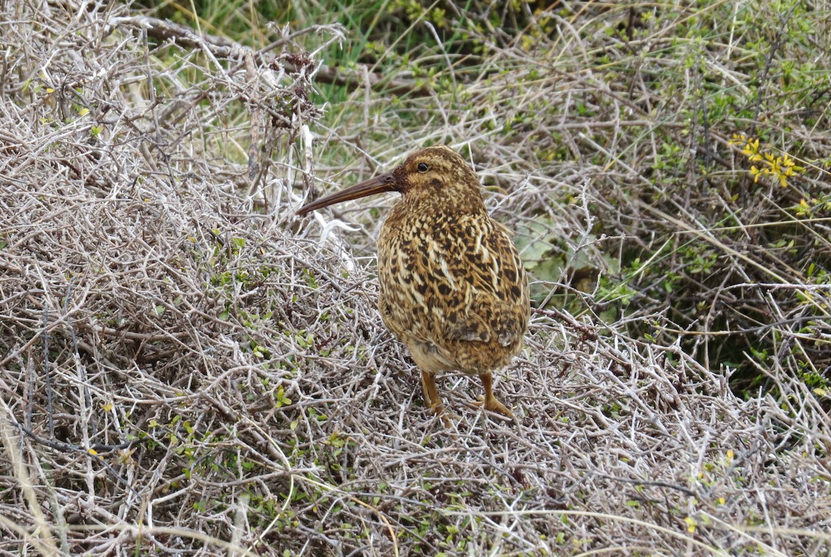 Subantarctic Snipe - ML626694672