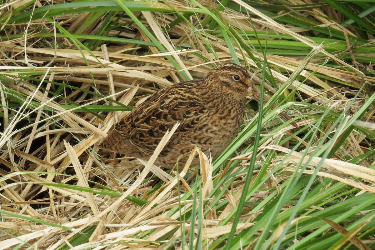 Subantarctic Snipe - ML626694694