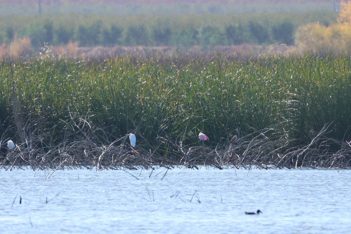 Roseate Spoonbill - ML626694799