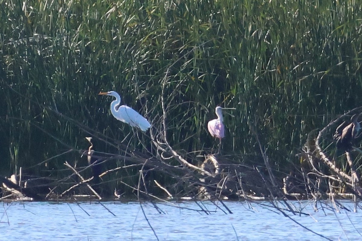 Roseate Spoonbill - ML626694808