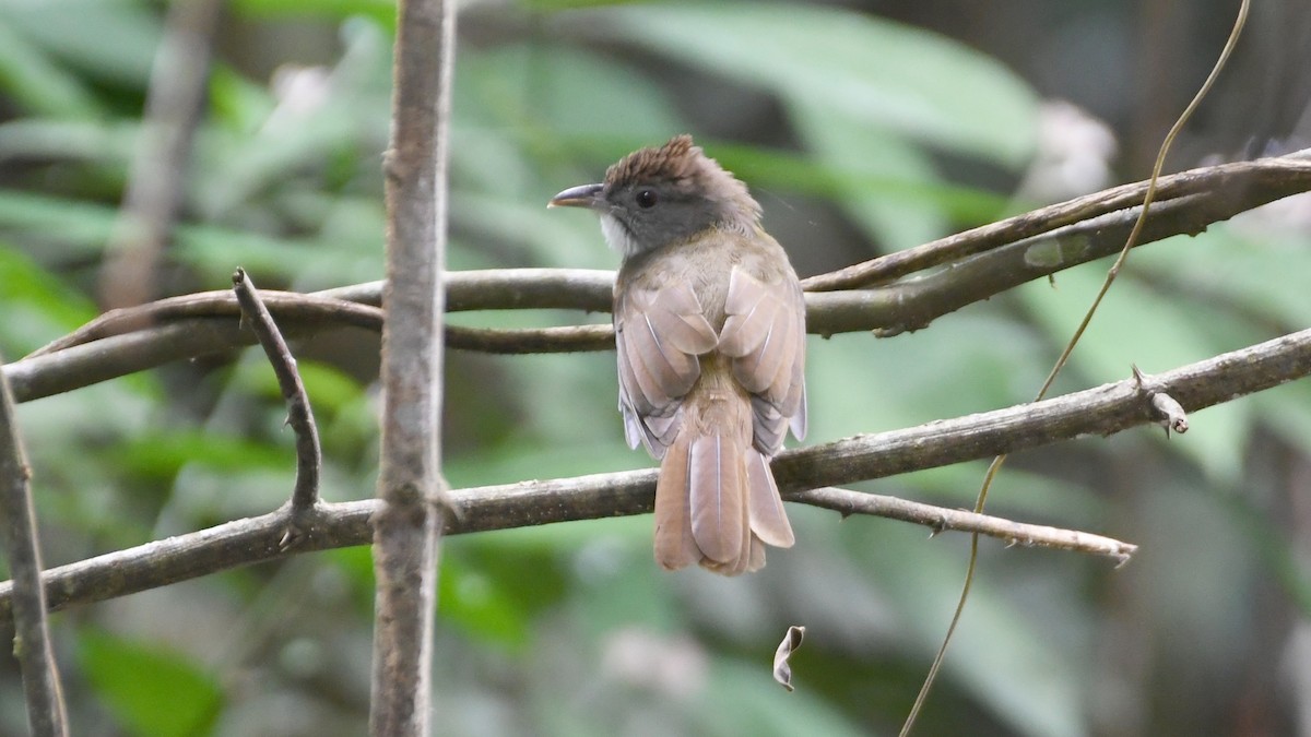 Gray-cheeked Bulbul - ML626694830