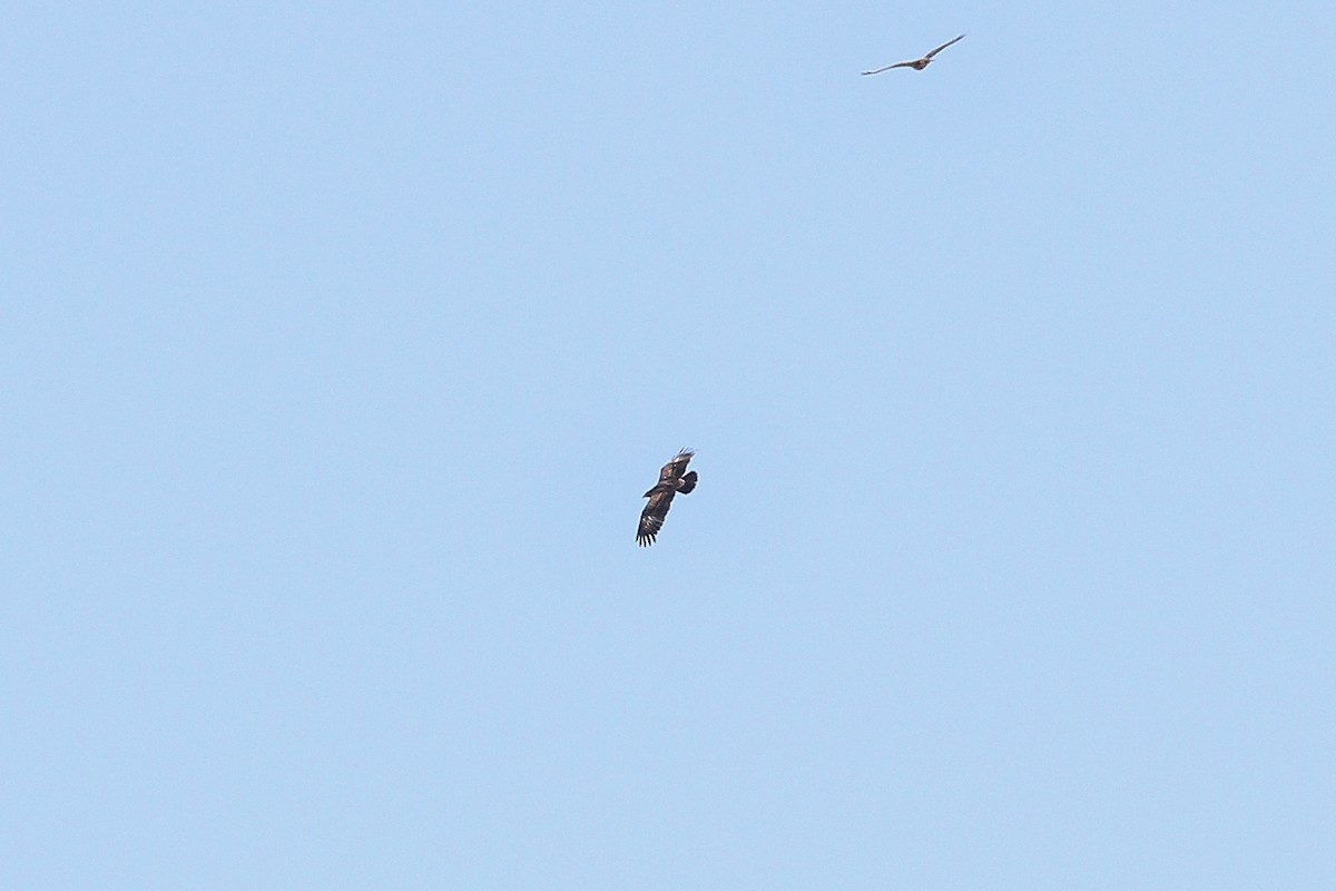 Lesser Spotted Eagle - ML626694906