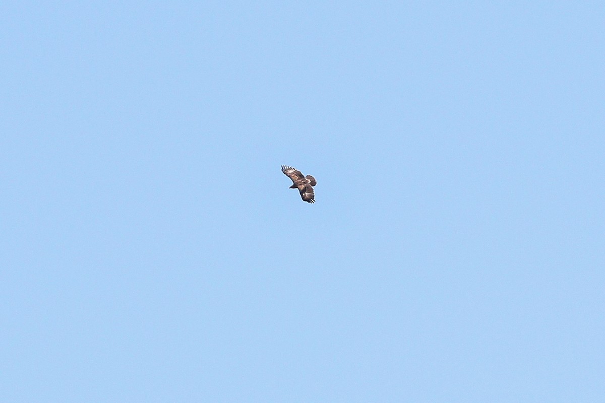 Lesser Spotted Eagle - ML626694907