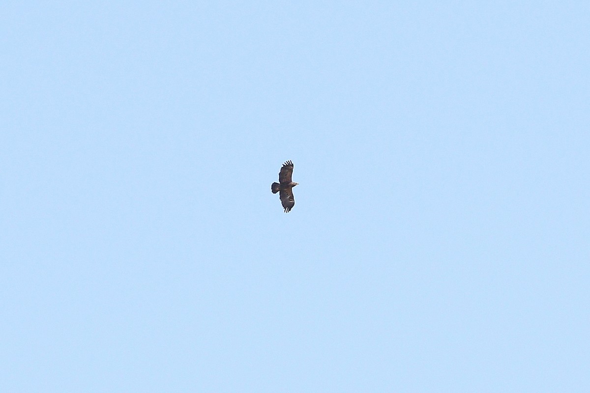 Lesser Spotted Eagle - ML626694912