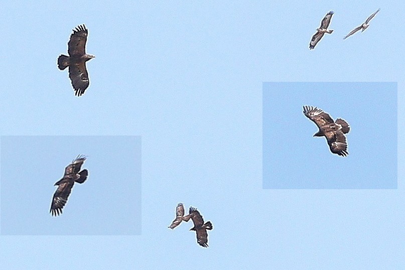 Lesser Spotted Eagle - ML626694920