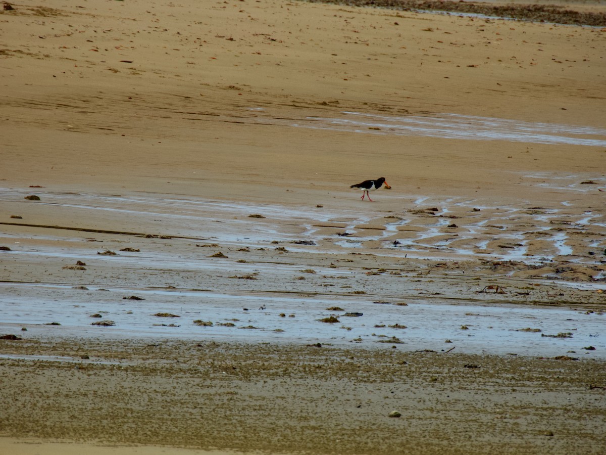 Pied Oystercatcher - ML626695084