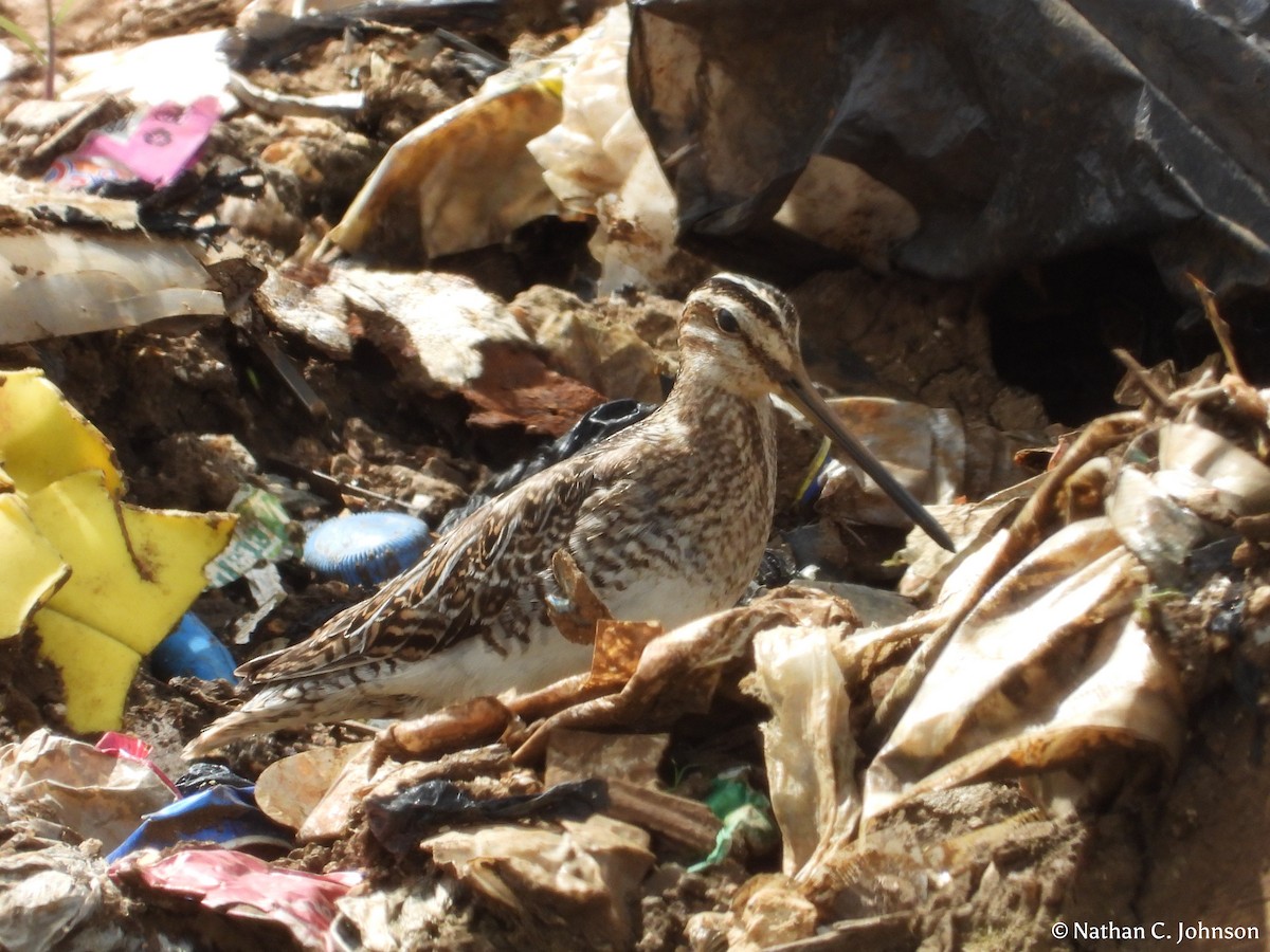 snipe sp. - ML626695133