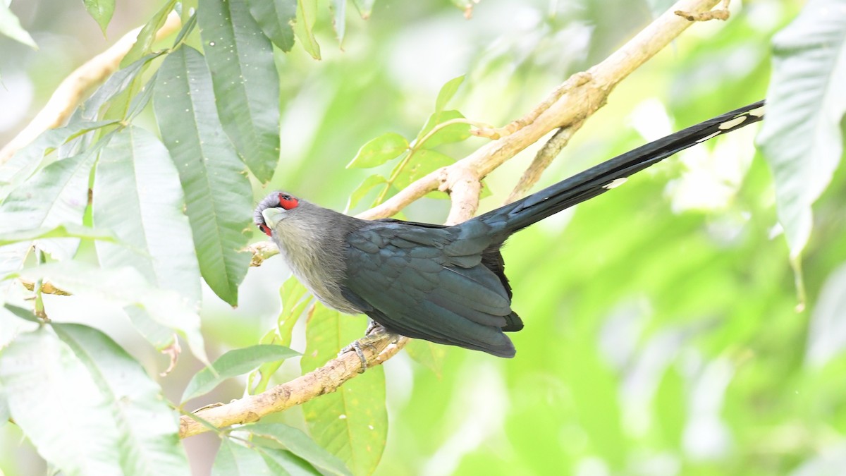 Black-bellied Malkoha - ML626695158