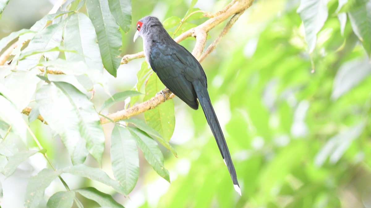 Black-bellied Malkoha - ML626695160