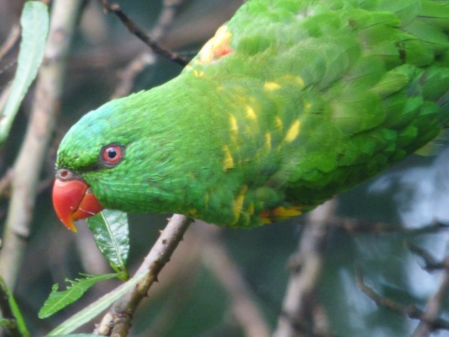 Scaly-breasted Lorikeet - ML626695296