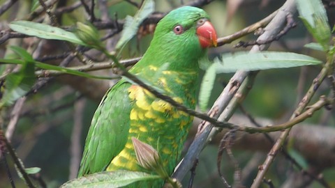 Scaly-breasted Lorikeet - ML626695297