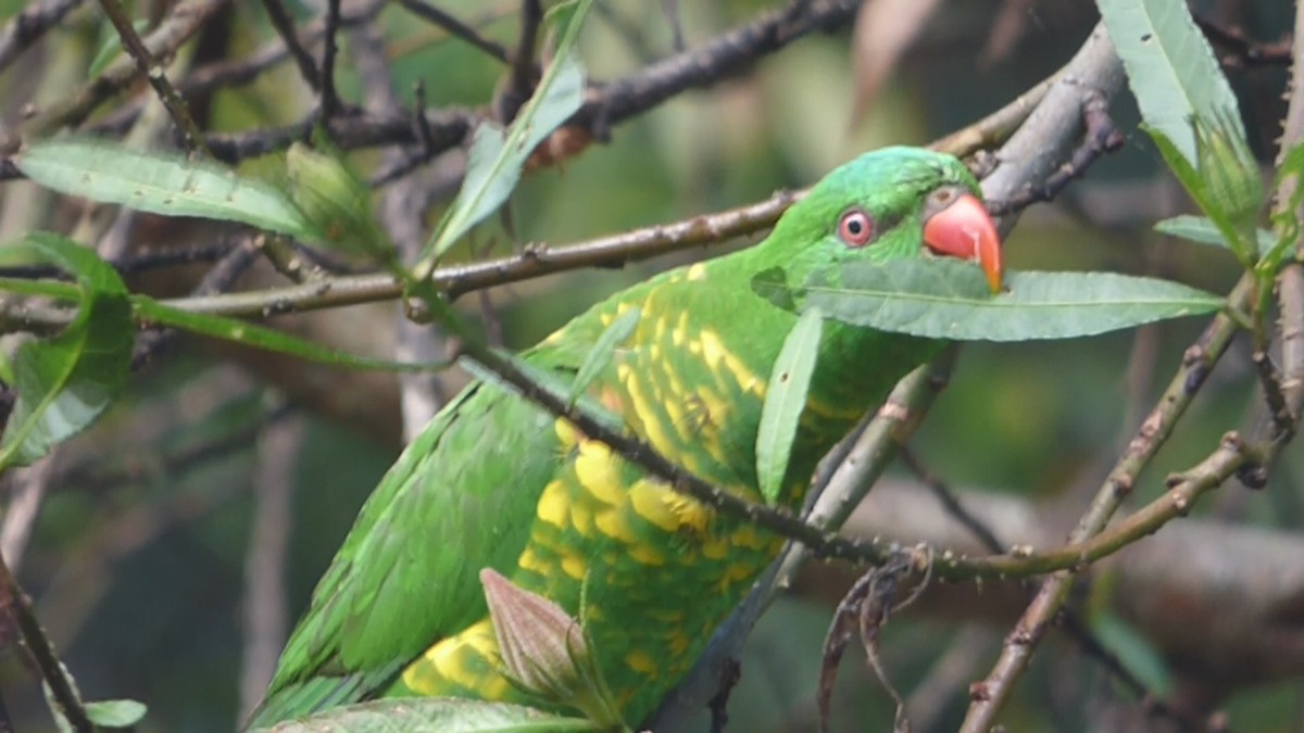 Scaly-breasted Lorikeet - ML626695299