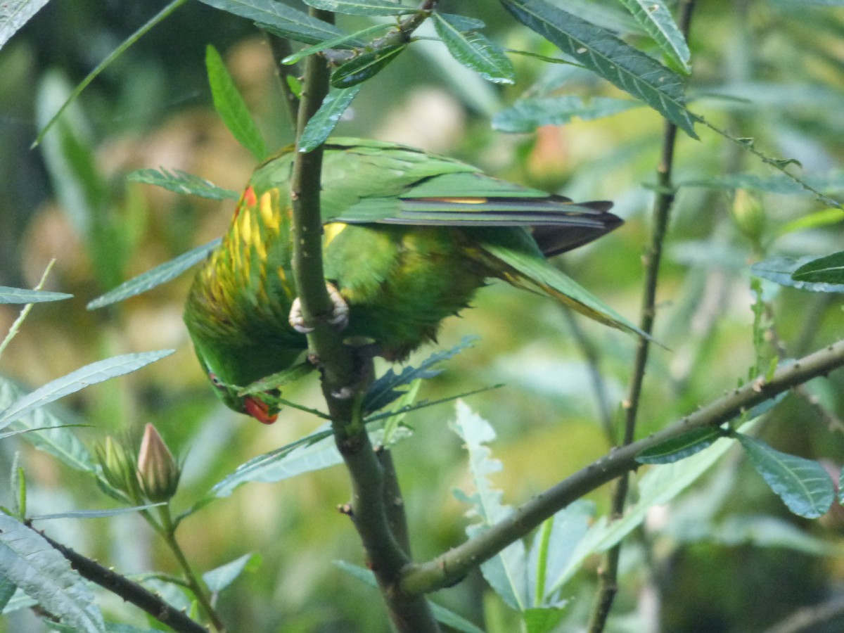 Scaly-breasted Lorikeet - ML626695300